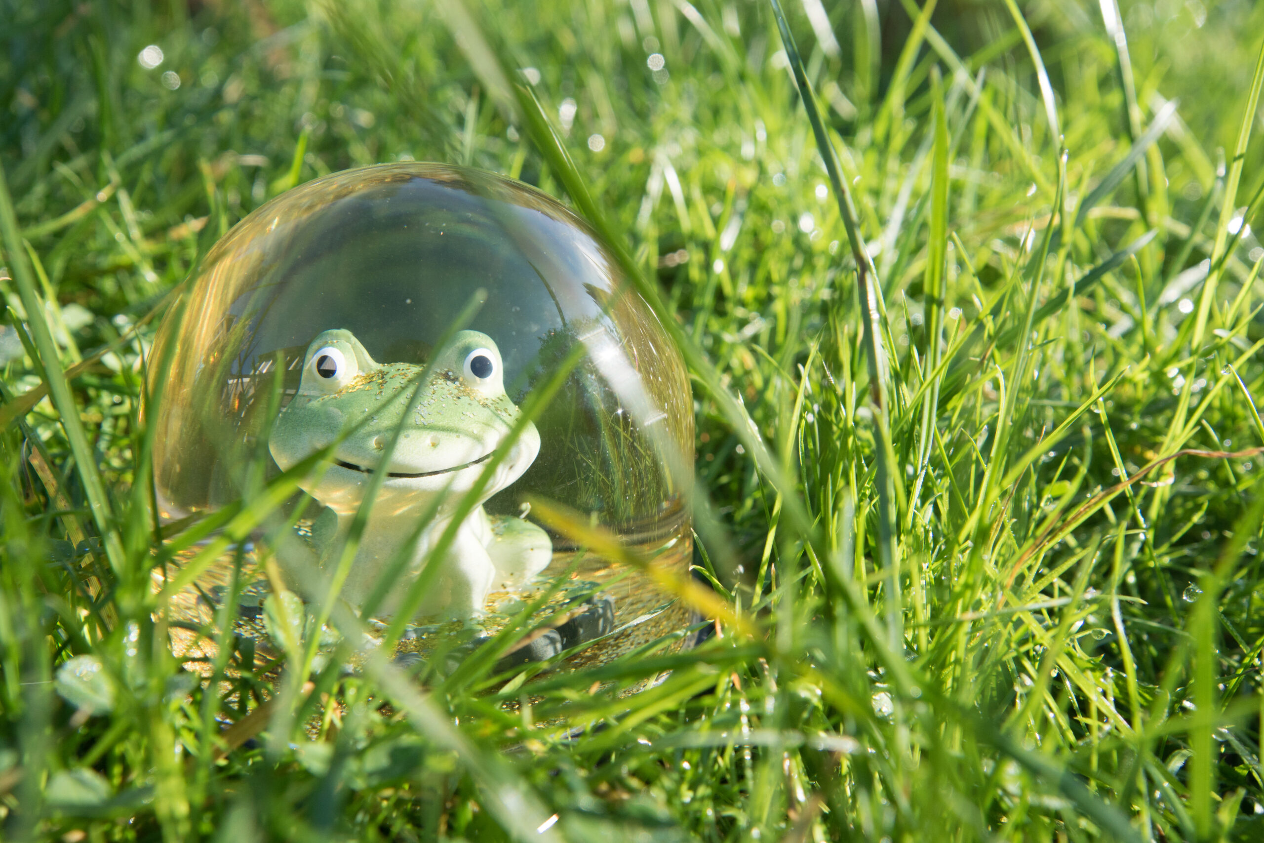 mindfulness aandachttraining voor kinderen, kikker in het gras, mindful zijn, aandachtig, opmerkzaam in de klas